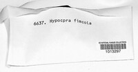 Sordaria fimicola image